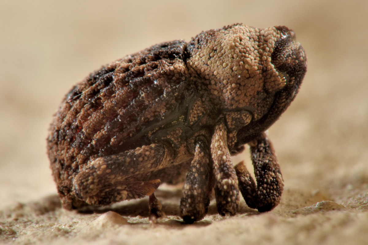 Curculionidae: Kyklioacalles sp.?  S, Kyklioacalles navieresi...da confermare